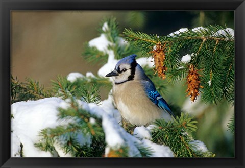 Framed Blue Jay In Winter Spruce Tree Print