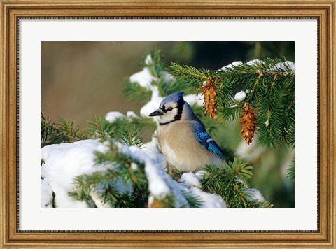 Framed Blue Jay In Winter Spruce Tree Print