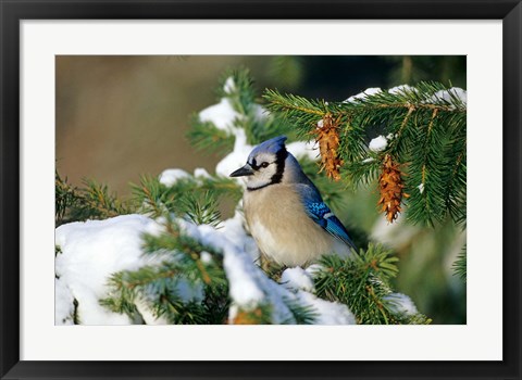 Framed Blue Jay In Winter Spruce Tree Print