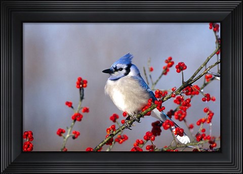 Framed Blue Jay In Icy Green Hawthorn Tree Print
