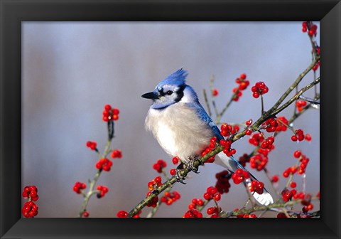 Framed Blue Jay In Icy Green Hawthorn Tree Print