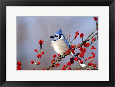 Framed Blue Jay In Icy Green Hawthorn Tree Print