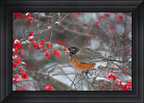 Framed American Robin Eating Berry In Common Winterberry Bush Print
