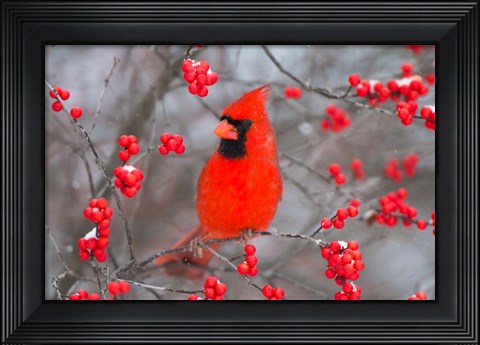 Framed Northern Cardinal In Common Winterberry Bush Print