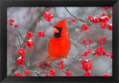 Framed Northern Cardinal In Common Winterberry Bush Print