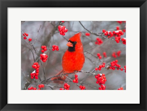 Framed Northern Cardinal In Common Winterberry Bush Print