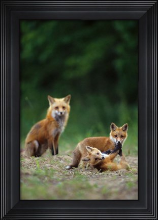 Framed Red Fox Adults With Kit Print