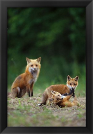 Framed Red Fox Adults With Kit Print