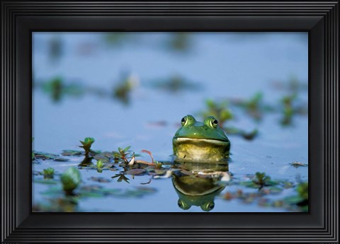 Framed American Bullfrog In The Wetlands Print