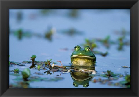 Framed American Bullfrog In The Wetlands Print