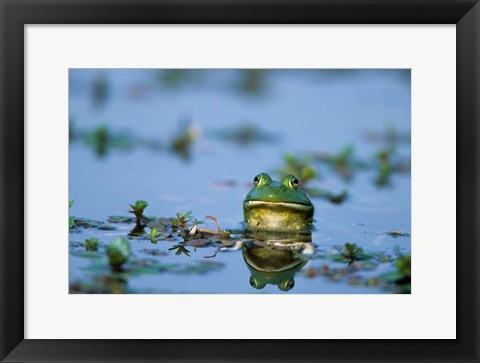 Framed American Bullfrog In The Wetlands Print