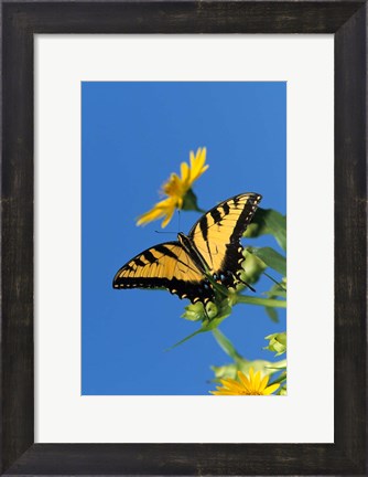 Framed Eastern Tiger Swallowtails On A Cup Plant Print