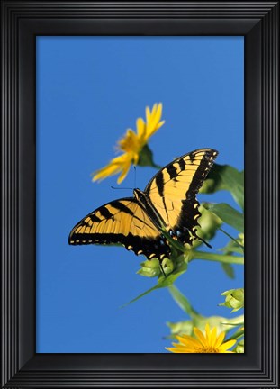Framed Eastern Tiger Swallowtails On A Cup Plant Print