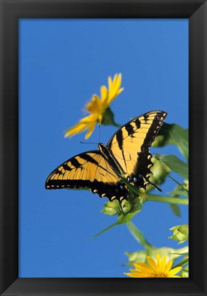 Framed Eastern Tiger Swallowtails On A Cup Plant Print