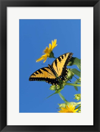 Framed Eastern Tiger Swallowtails On A Cup Plant Print