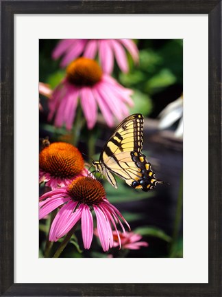 Framed Eastern Tiger Swallowtail On A Purple Coneflower Print