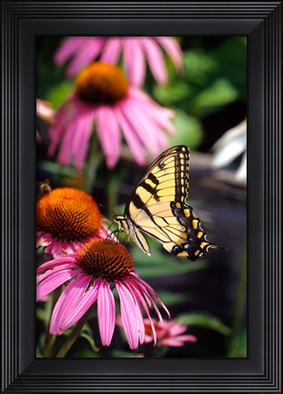 Framed Eastern Tiger Swallowtail On A Purple Coneflower Print