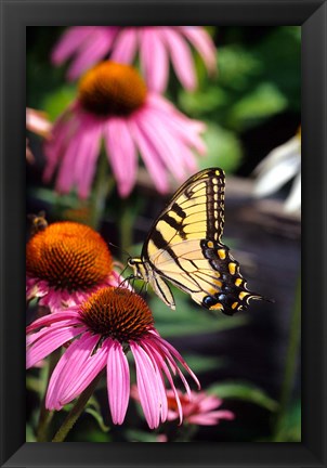 Framed Eastern Tiger Swallowtail On A Purple Coneflower Print