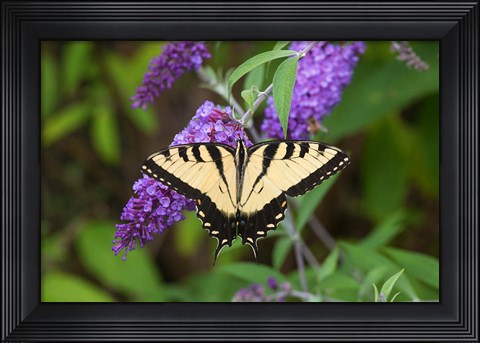 Framed Eastern Tiger Swallowtail On Butterfly Bush Print