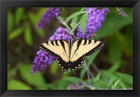 Framed Eastern Tiger Swallowtail On Butterfly Bush Print