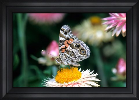 Framed American Lady Butterfly On An Outback Paper Daisy Print