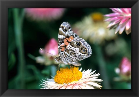 Framed American Lady Butterfly On An Outback Paper Daisy Print