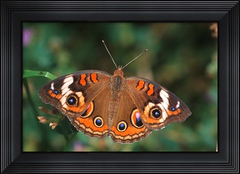 Framed Common Buckeye Print