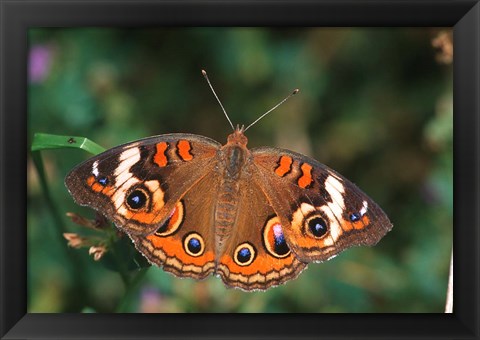 Framed Common Buckeye Print