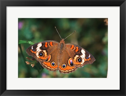 Framed Common Buckeye Print