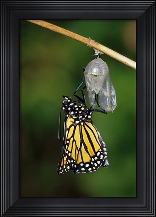 Framed Monarch During Emergence Print