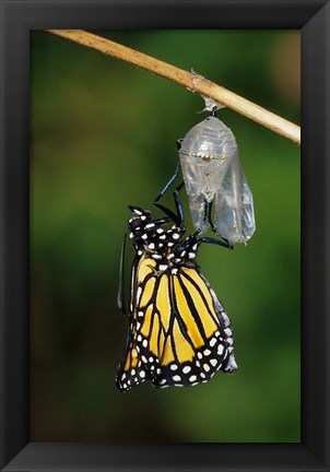 Framed Monarch During Emergence Print