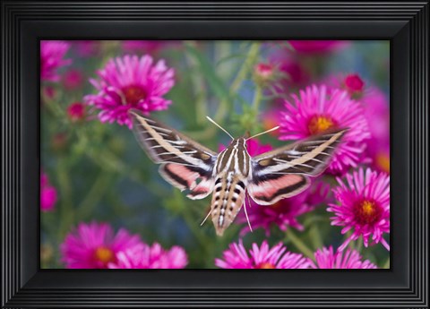Framed White-Lined Sphinx Moth On An Alma Potschke Aster Print