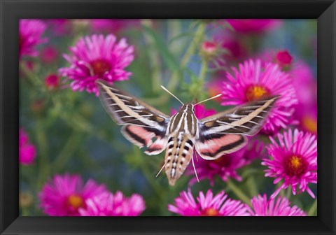 Framed White-Lined Sphinx Moth On An Alma Potschke Aster Print