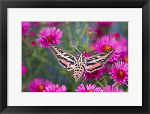 Framed White-Lined Sphinx Moth On An Alma Potschke Aster Print