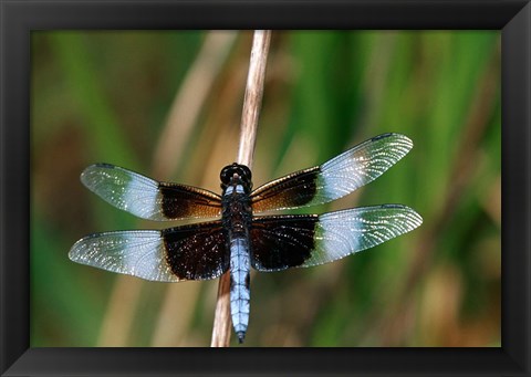 Framed Widow Skimmer Print