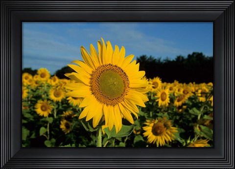 Framed Common Sunflower Field, Illinois Print