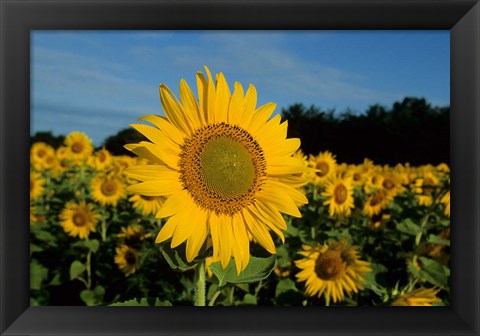 Framed Common Sunflower Field, Illinois Print