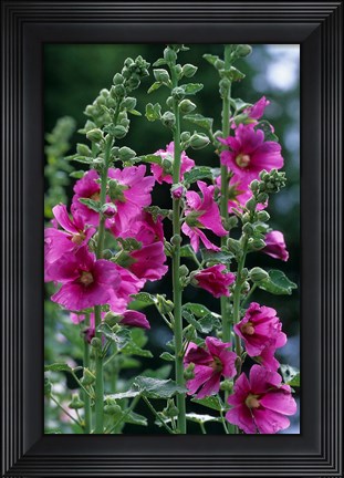 Framed Standing  Hollyhocks, Illinois Print
