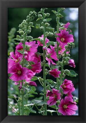 Framed Standing  Hollyhocks, Illinois Print