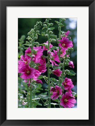 Framed Standing  Hollyhocks, Illinois Print