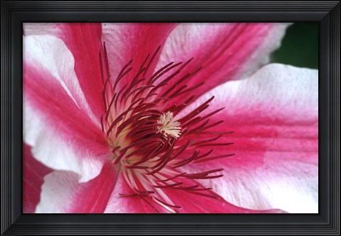 Framed Carnaby Clematis Flower, Marion County, Illinois Print