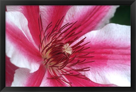 Framed Carnaby Clematis Flower, Marion County, Illinois Print