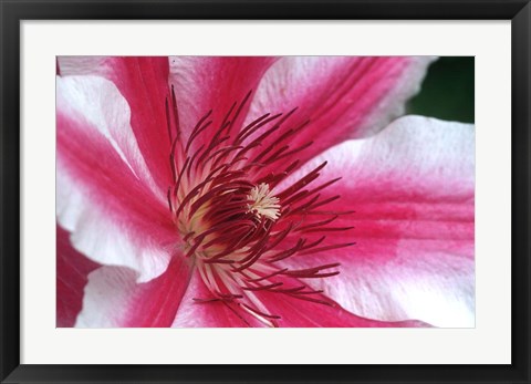 Framed Carnaby Clematis Flower, Marion County, Illinois Print