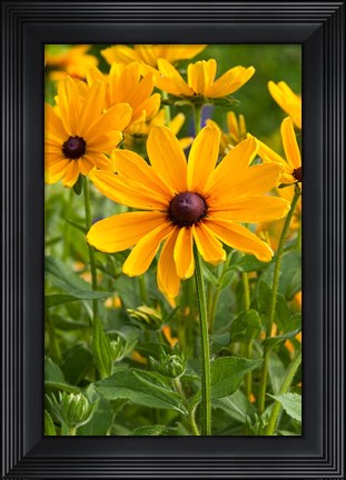 Framed Indian Summer Black-Eyed Susans, Illinois Print
