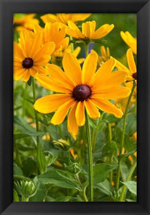 Framed Indian Summer Black-Eyed Susans, Illinois Print