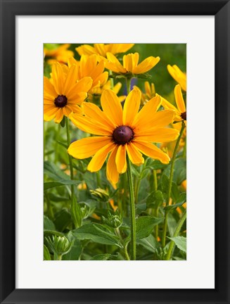 Framed Indian Summer Black-Eyed Susans, Illinois Print