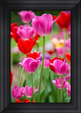 Framed Pink And Red Tulips, Cantigny Park, Wheaton, Illinois Print
