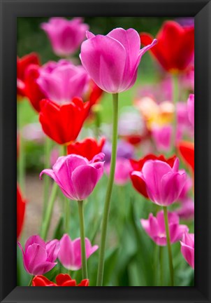 Framed Pink And Red Tulips, Cantigny Park, Wheaton, Illinois Print