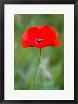 Framed Red Poppy, Cantigny Park, Wheaton, Illinois Print