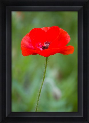 Framed Red Poppy, Cantigny Park, Wheaton, Illinois Print